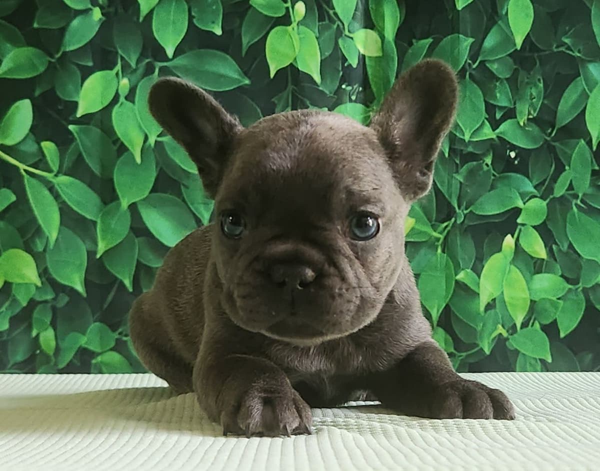 Lacey Love x Prince Archie's Available Biewer Terrier Puppies breeder image 12