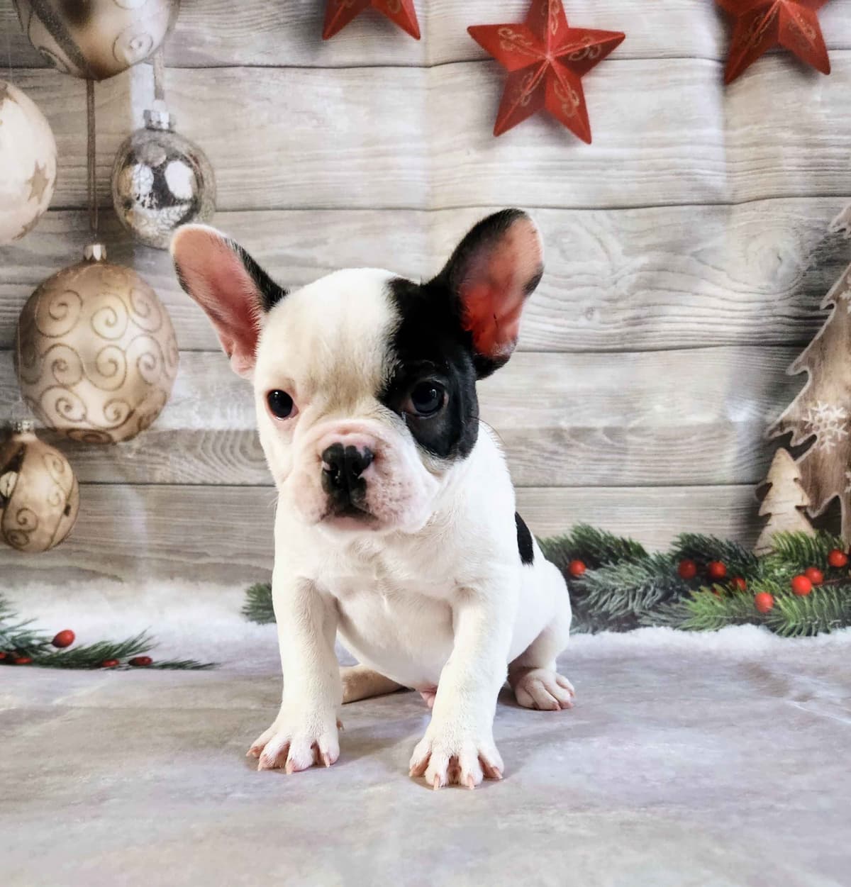 Lacey Love x Prince Archie's Available Biewer Terrier Puppies breeder image 14