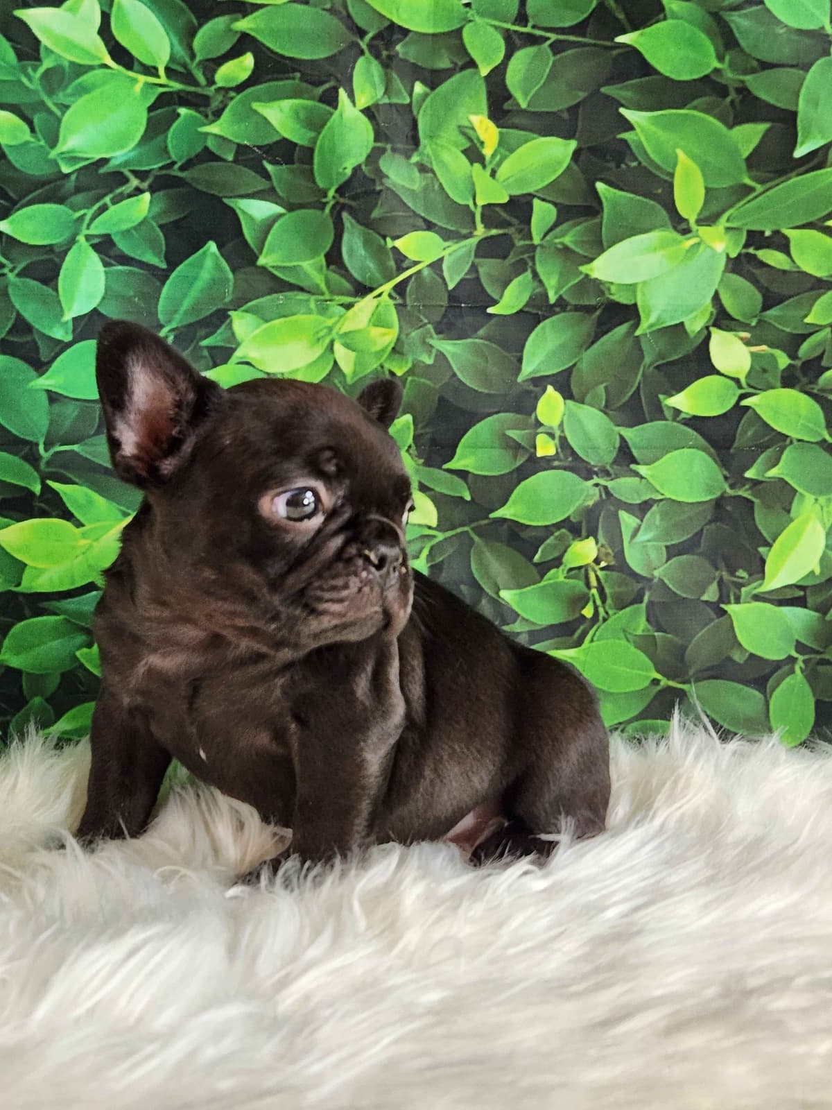 Lacey Love x Prince Archie's Available Biewer Terrier Puppies breeder image 6