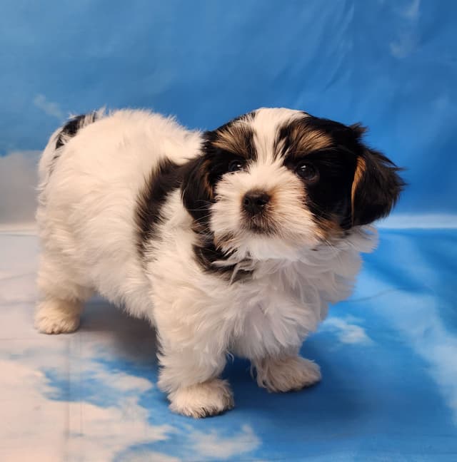 Lacey Love x Prince Archie's Available Biewer Terrier Puppies media 2