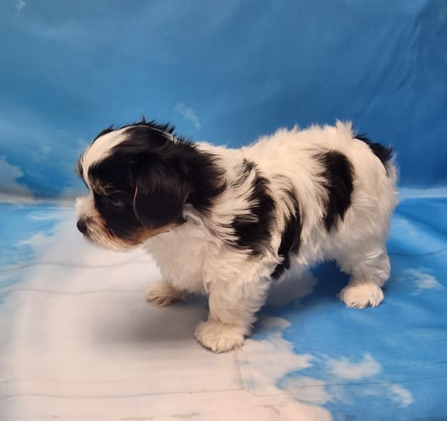 Lacey Love x Prince Archie's Available Biewer Terrier Puppies media 4