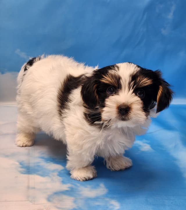 Lacey Love x Prince Archie's Available Biewer Terrier Puppies media 6