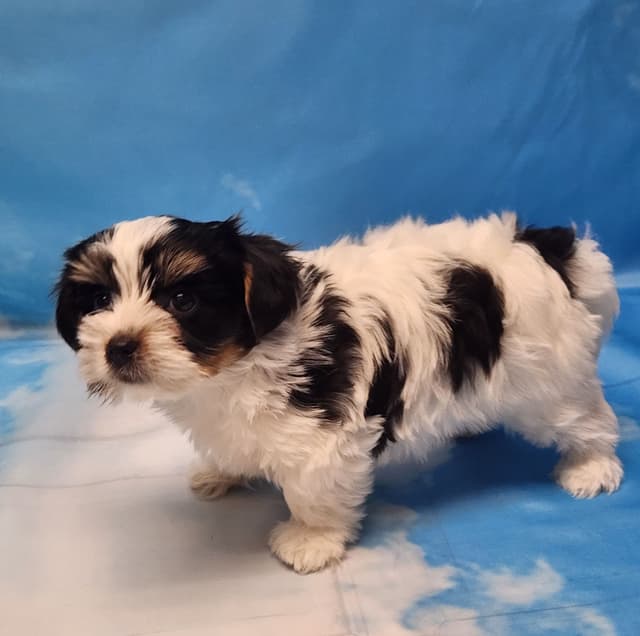 Lacey Love x Prince Archie's Available Biewer Terrier Puppies media 5