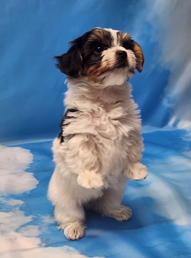 Lacey Love x Prince Archie's Available Biewer Terrier Puppies media 7