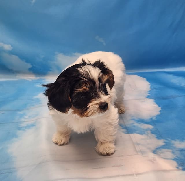 Lacey Love x Prince Archie's Available Biewer Terrier Puppies media 9