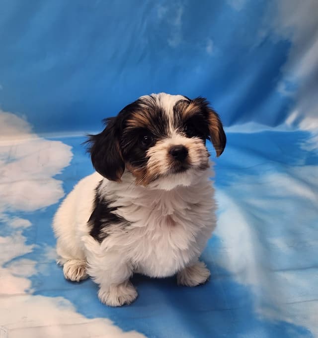 Lacey Love x Prince Archie's Available Biewer Terrier Puppies media 8