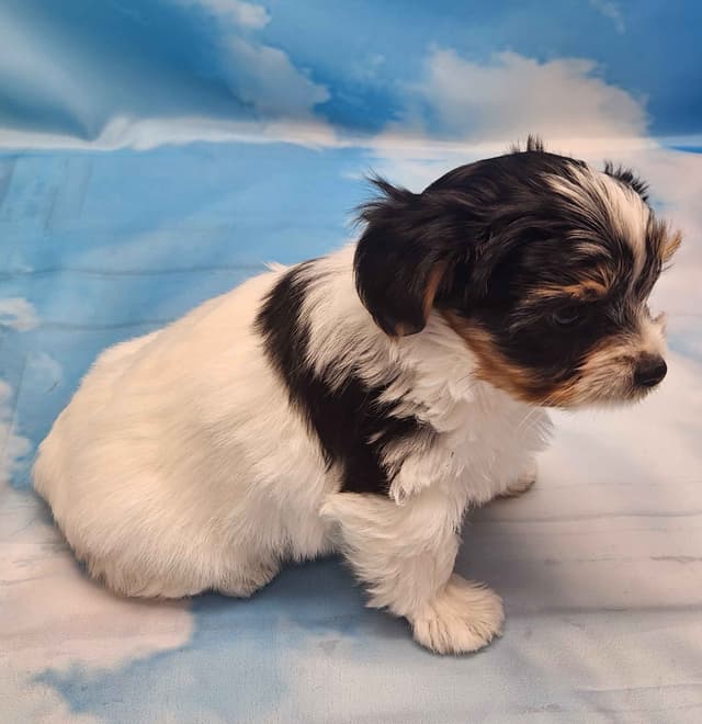 Lacey Love x Prince Archie's Available Biewer Terrier Puppies media 11