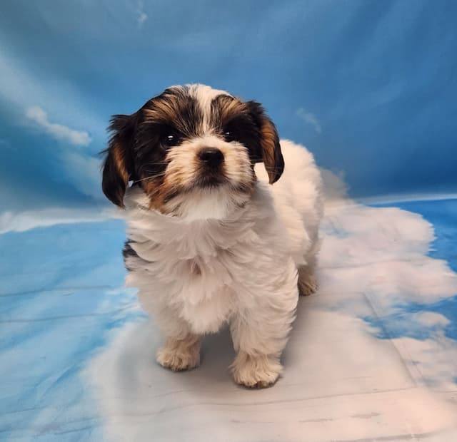 Lacey Love x Prince Archie's Available Biewer Terrier Puppies media 14