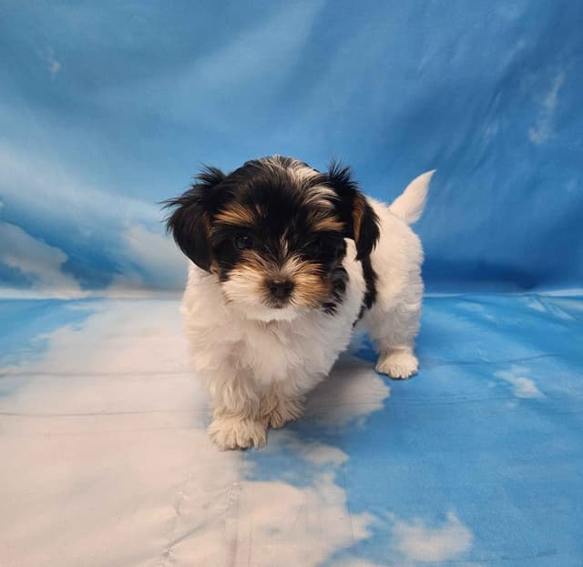 Lacey Love x Prince Archie's Available Biewer Terrier Puppies media 15