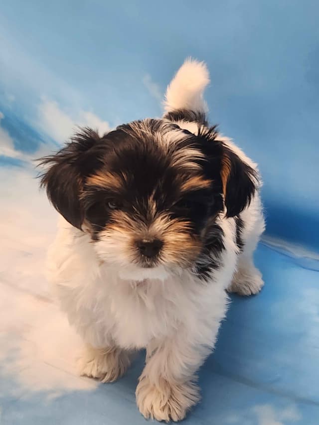 Lacey Love x Prince Archie's Available Biewer Terrier Puppies media 16