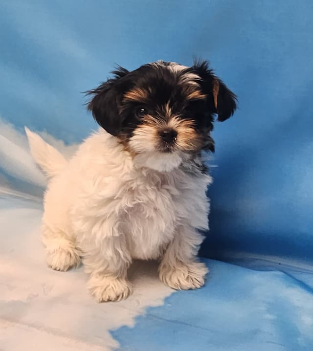 Lacey Love x Prince Archie's Available Biewer Terrier Puppies media 17