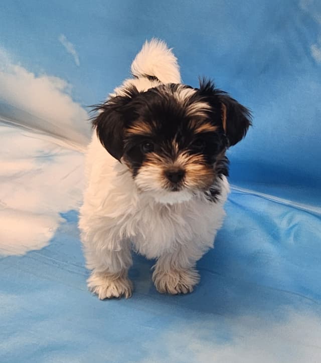 Lacey Love x Prince Archie's Available Biewer Terrier Puppies media 19