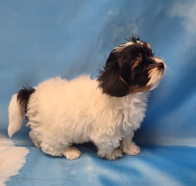 Lacey Love x Prince Archie's Available Biewer Terrier Puppies media 18
