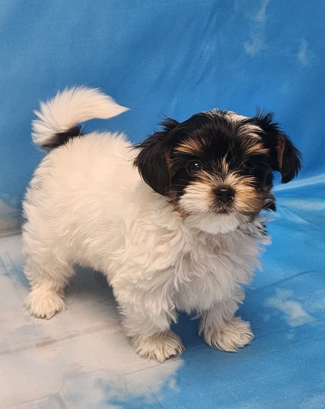 Lacey Love x Prince Archie's Available Biewer Terrier Puppies media 20