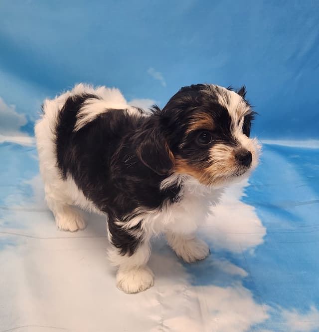 Lacey Love x Prince Archie's Available Biewer Terrier Puppies media 23
