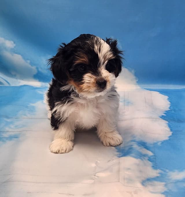 Lacey Love x Prince Archie's Available Biewer Terrier Puppies media 21