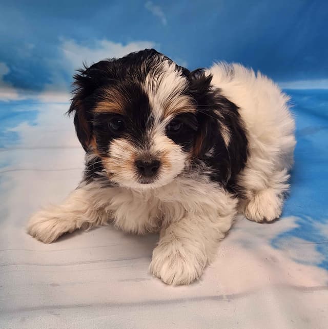 Lacey Love x Prince Archie's Available Biewer Terrier Puppies media 24