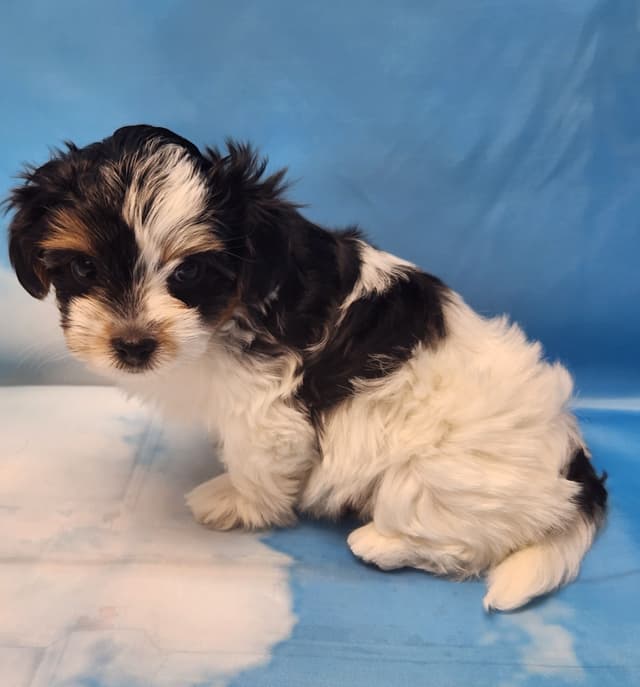Lacey Love x Prince Archie's Available Biewer Terrier Puppies media 27
