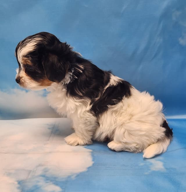 Lacey Love x Prince Archie's Available Biewer Terrier Puppies media 26