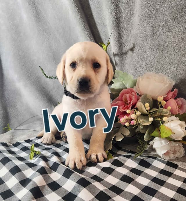 Labrador Retriever Puppies media 3