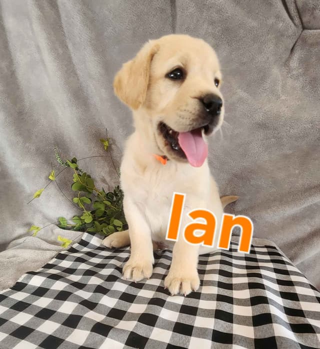 Labrador Retriever Puppies media 6