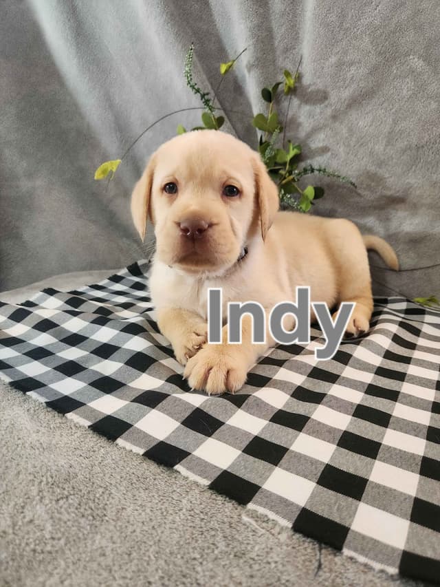 Labrador Retriever Puppies media 9