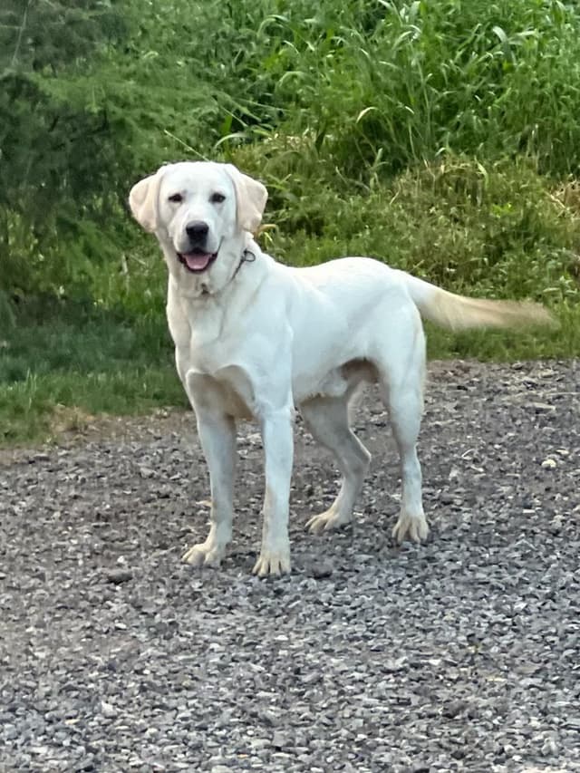 Labrador Retriever Puppies media 13