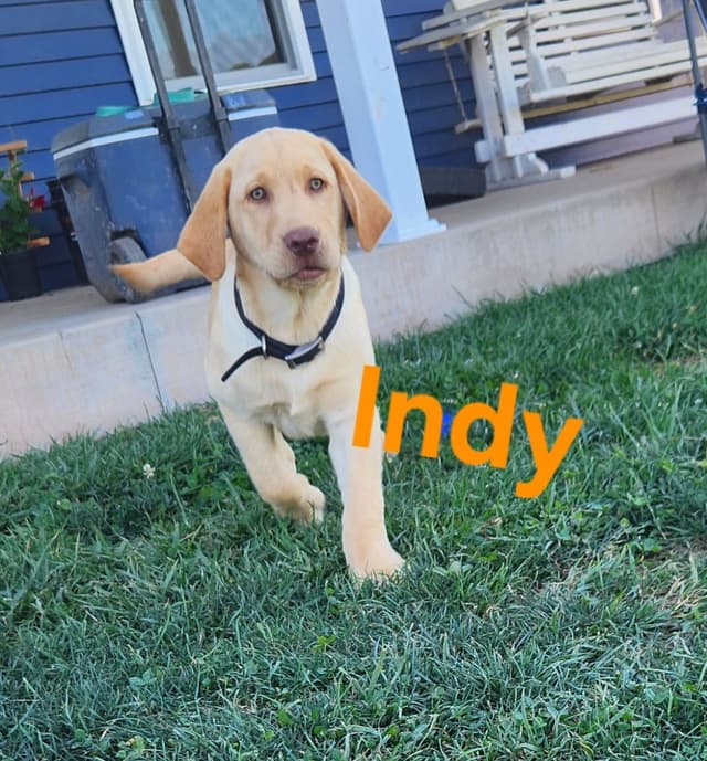 Labrador Retriever Puppies media 7