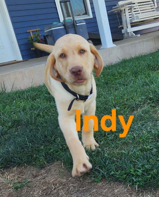 Labrador Retriever Puppies media 8