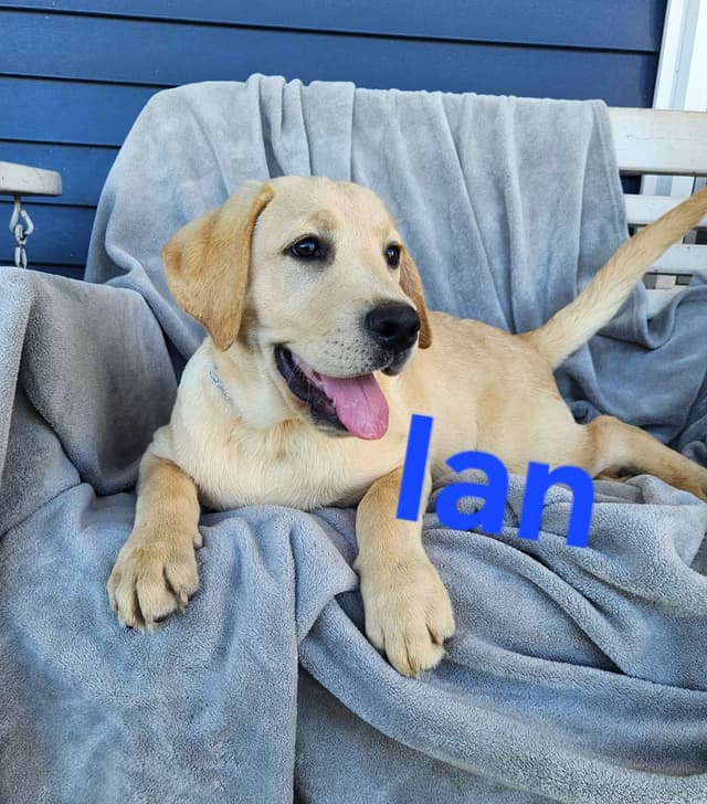 Labrador Retriever Puppies media 4