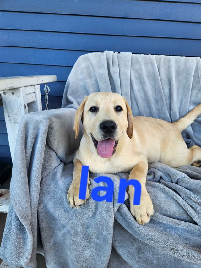 Labrador Retriever Puppies media 5