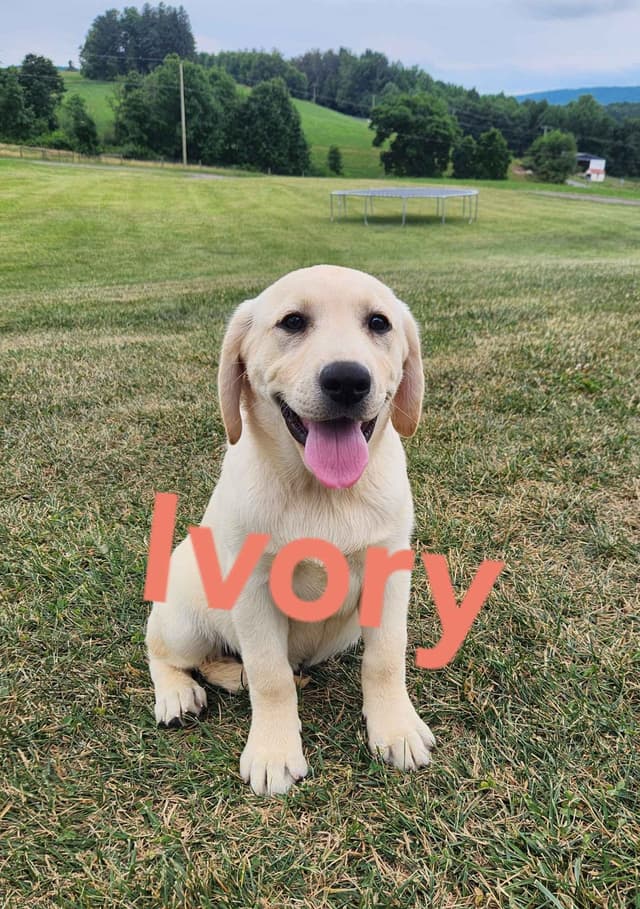 Labrador Retriever Puppies media 2