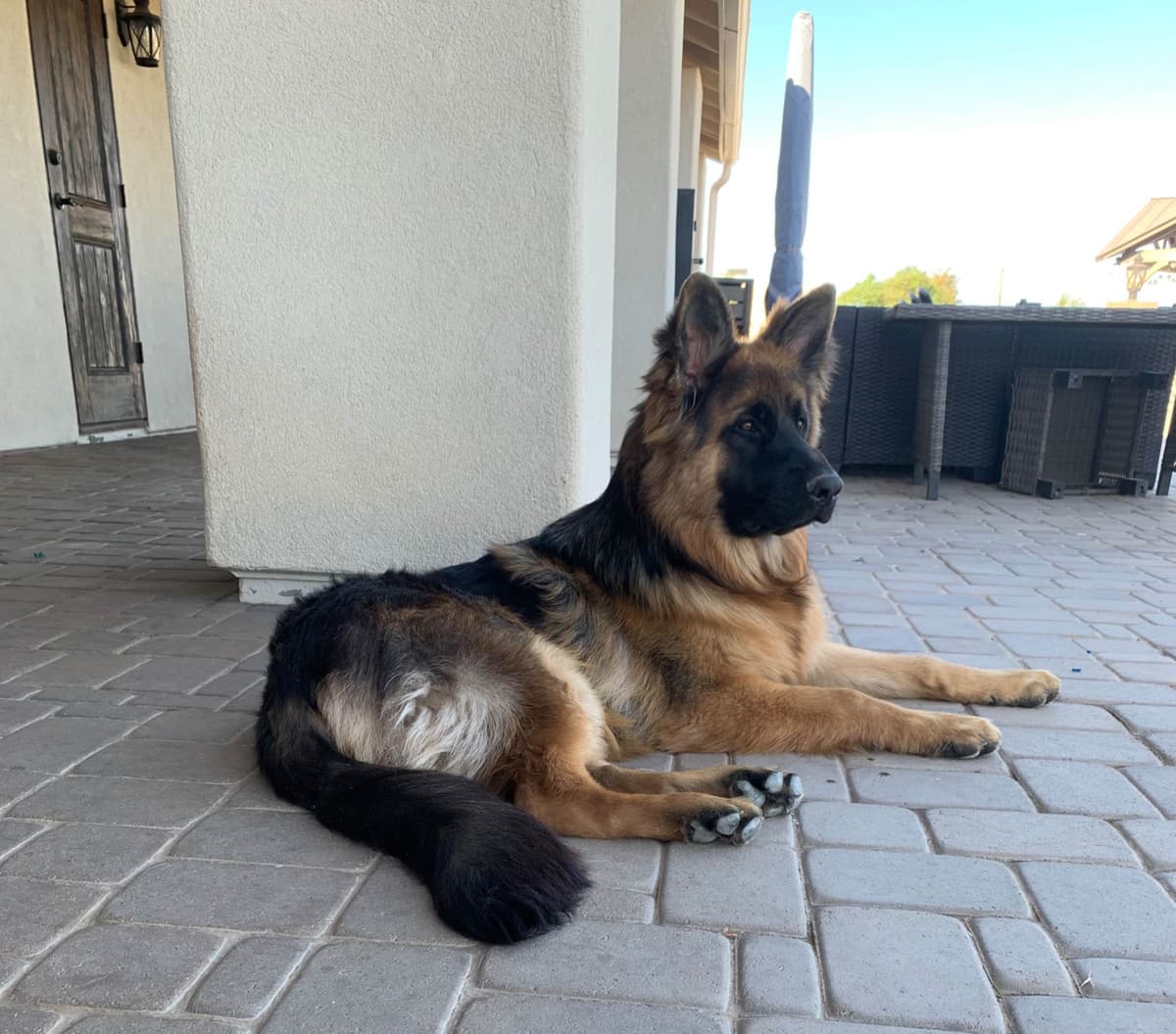 Prigge Farm German Shepherds breeder image 1