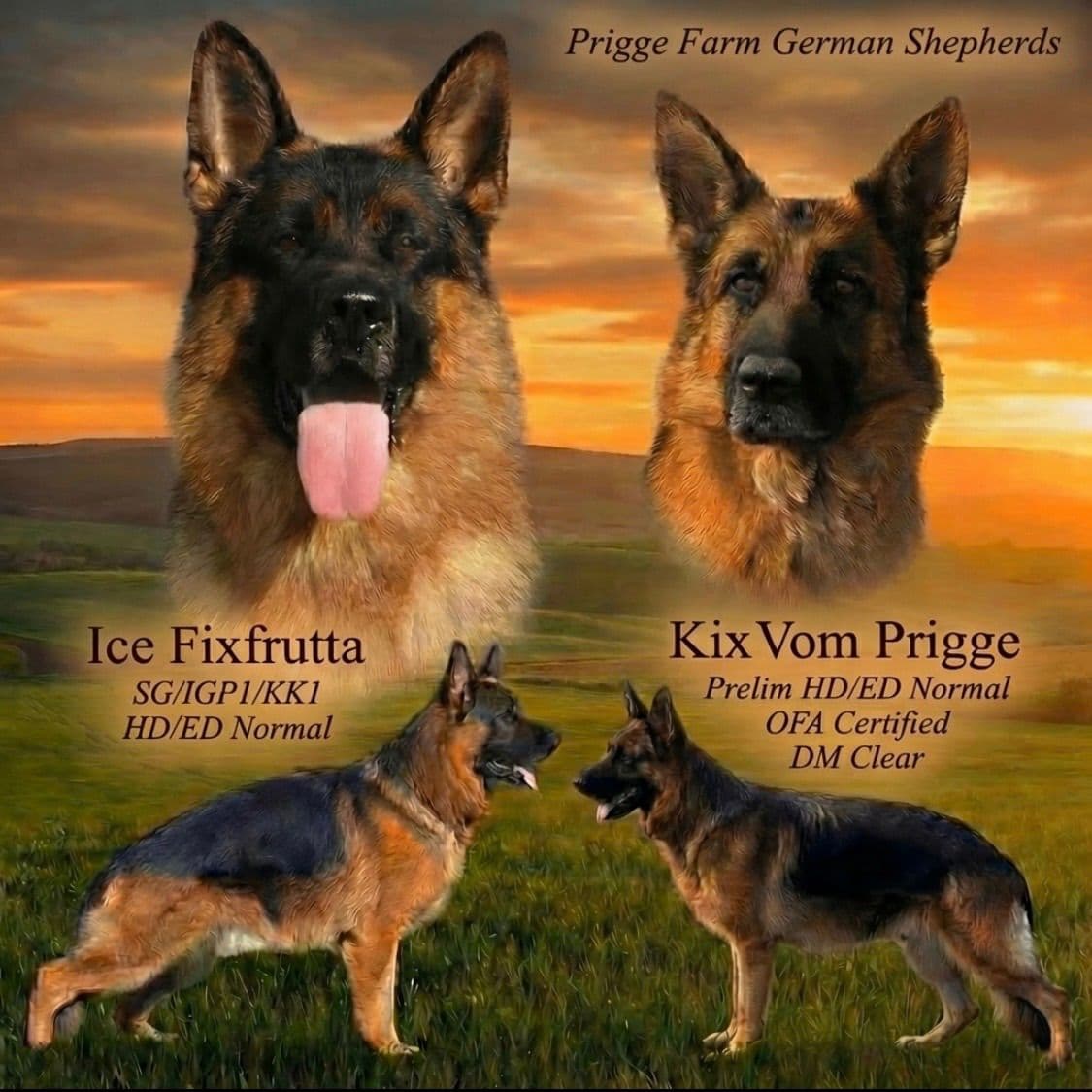 Prigge Farm German Shepherds breeder image 3