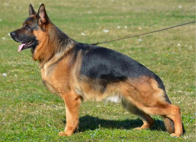 Prigge Farm German Shepherds media 2