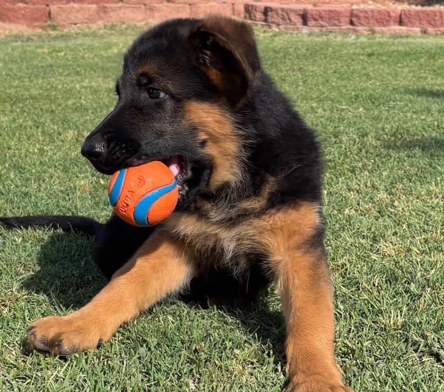 Prigge Farm German Shepherds media 3