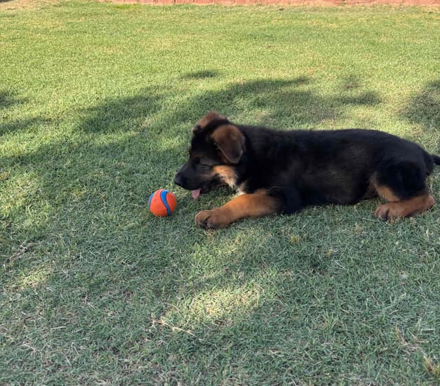 Prigge Farm German Shepherds media 4