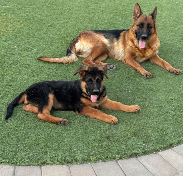 Prigge Farm German Shepherds media 5