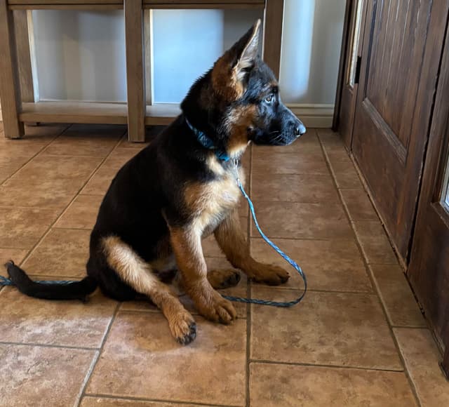 Prigge Farm German Shepherds media 7