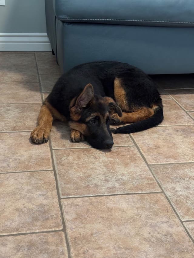 Prigge Farm German Shepherds media 8