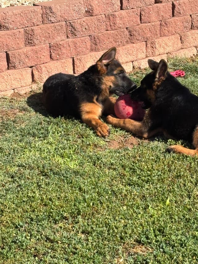 Prigge Farm German Shepherds media 10