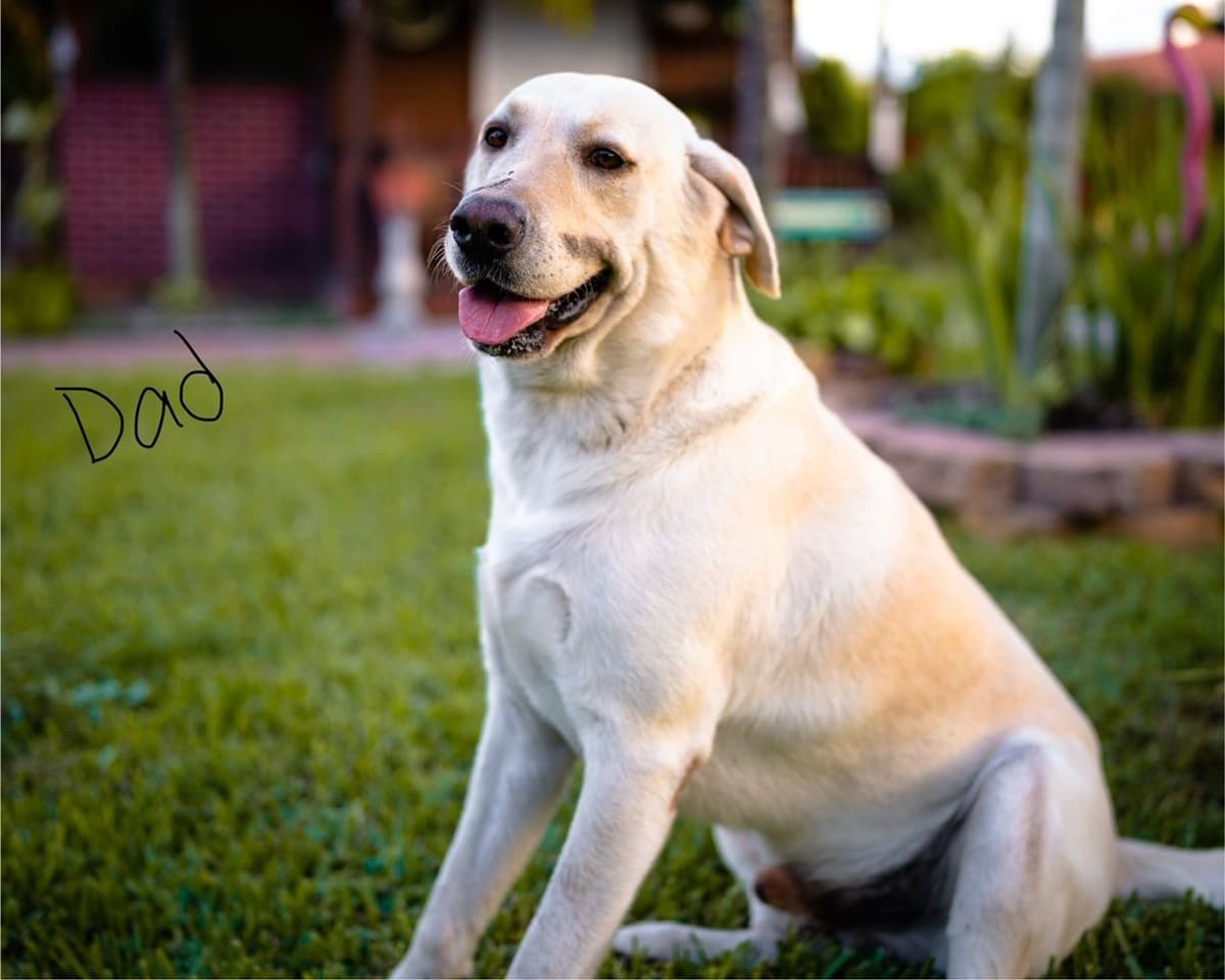 Labrador Retriever Puppies breeder image 2