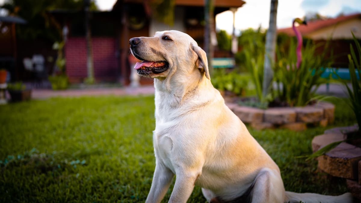 Labrador Retriever Puppies breeder image 3