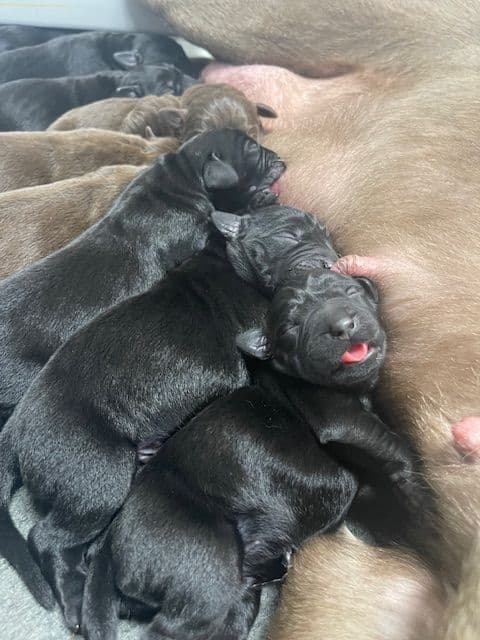 Labrador Retriever Puppies breeder image 7