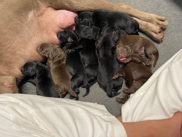 Labrador Retriever Puppies breeder image 6