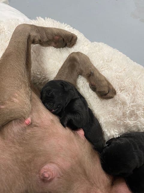 Labrador Retriever Puppies breeder image 5