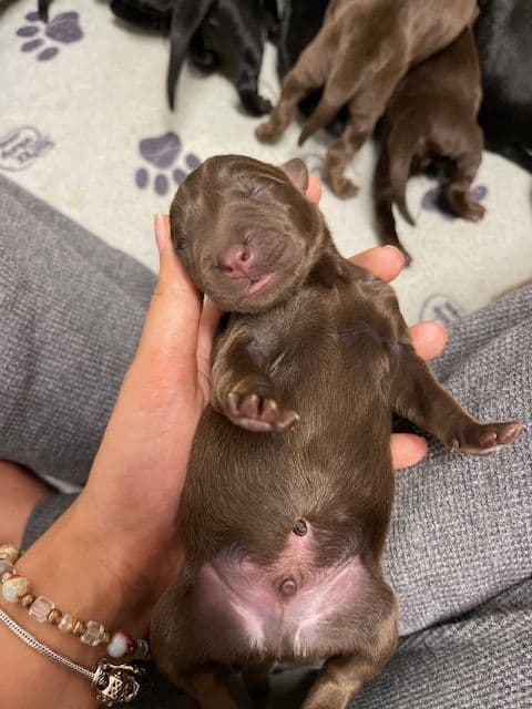 Labrador Retriever Puppies breeder image 9