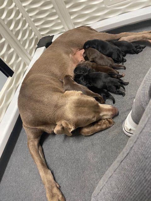 Labrador Retriever Puppies breeder image 8