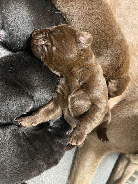 Labrador Retriever Puppies breeder image 4