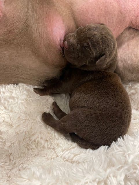 Labrador Retriever Puppies breeder image 11